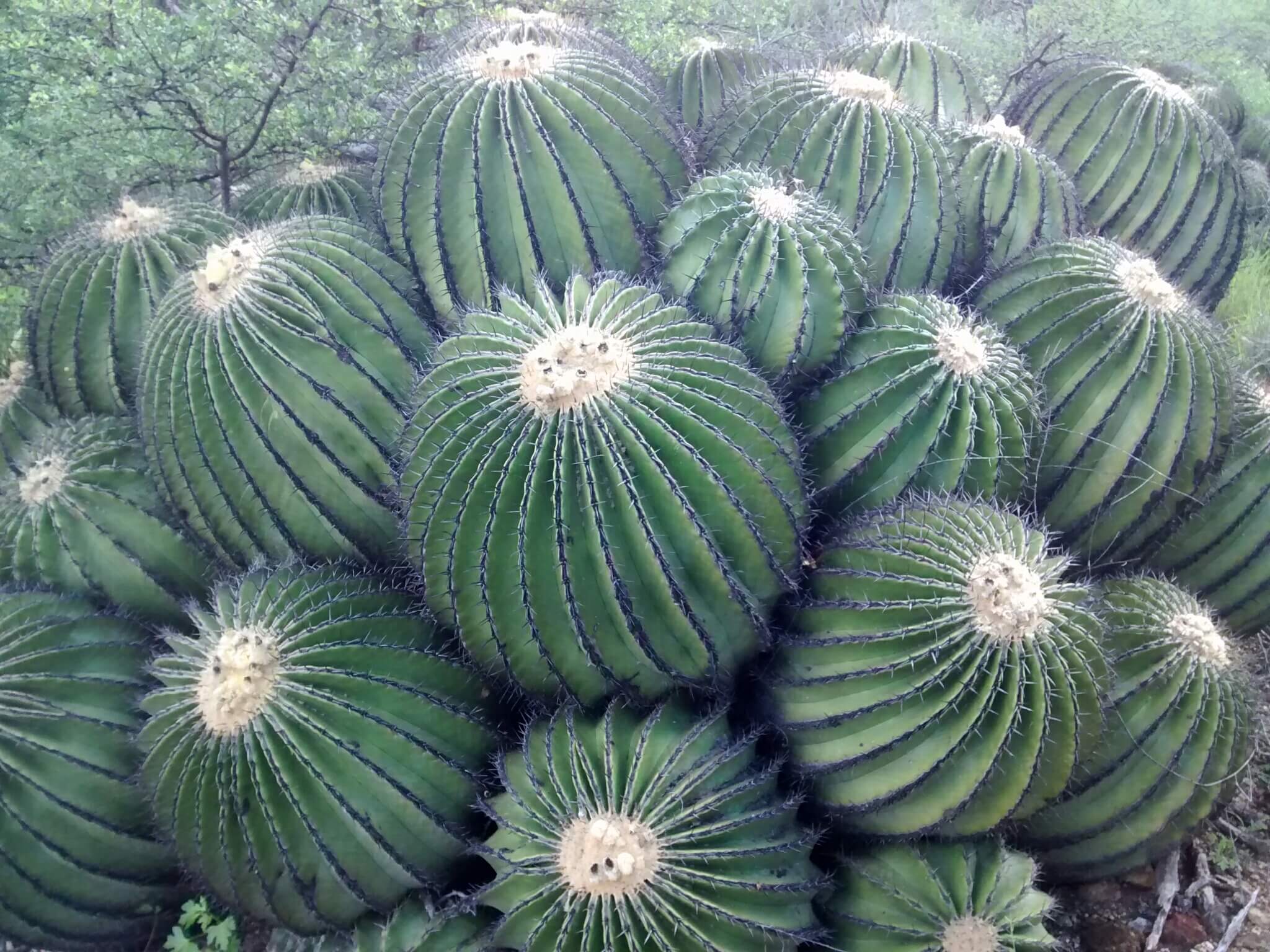Echinocactus platyacanthus
